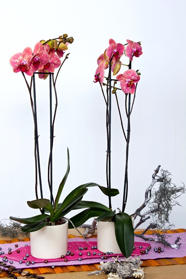 Butterfly orchid blossom bloom