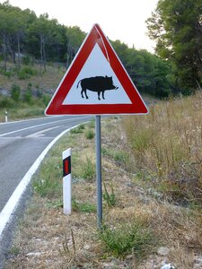 Street sign wild boar road photo