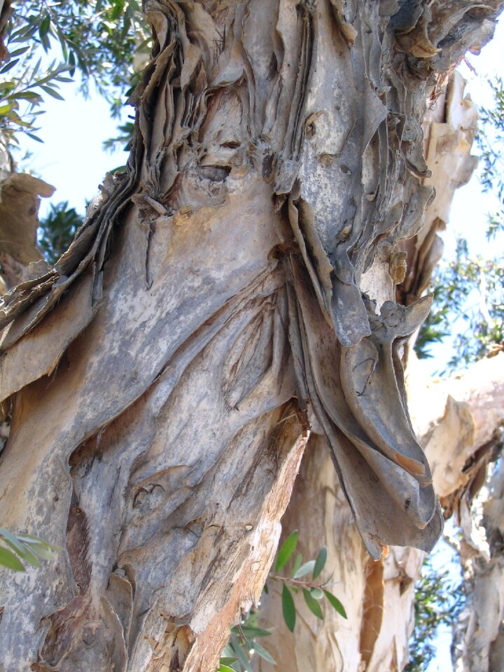 Natural wood