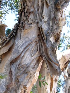 Natural wood