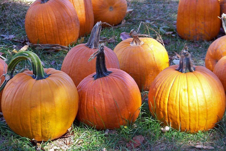 Halloween holiday celebration