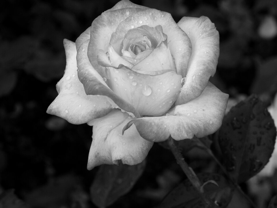 Flower nature flowers