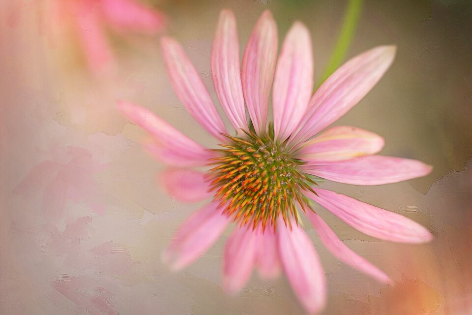 Summer botany nature
