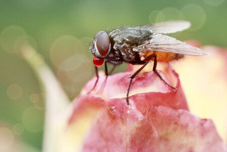 Animals nature compound eyes