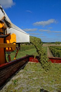 Viticulture grape harvesting machine tractor