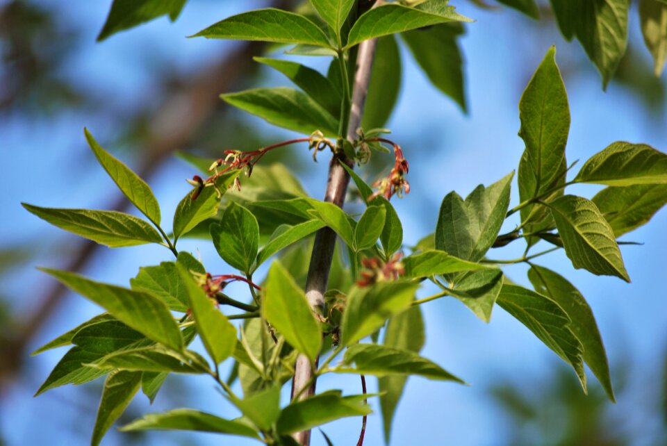Nature sprig plant