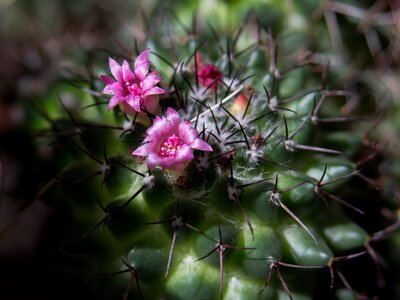 Sting plant prickly