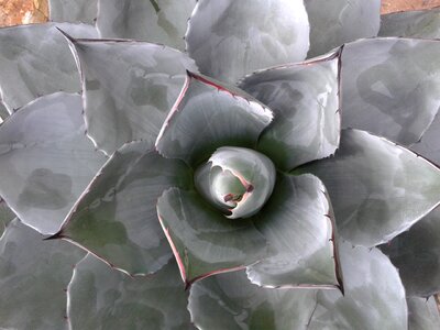Desert plant fettpflanze botany