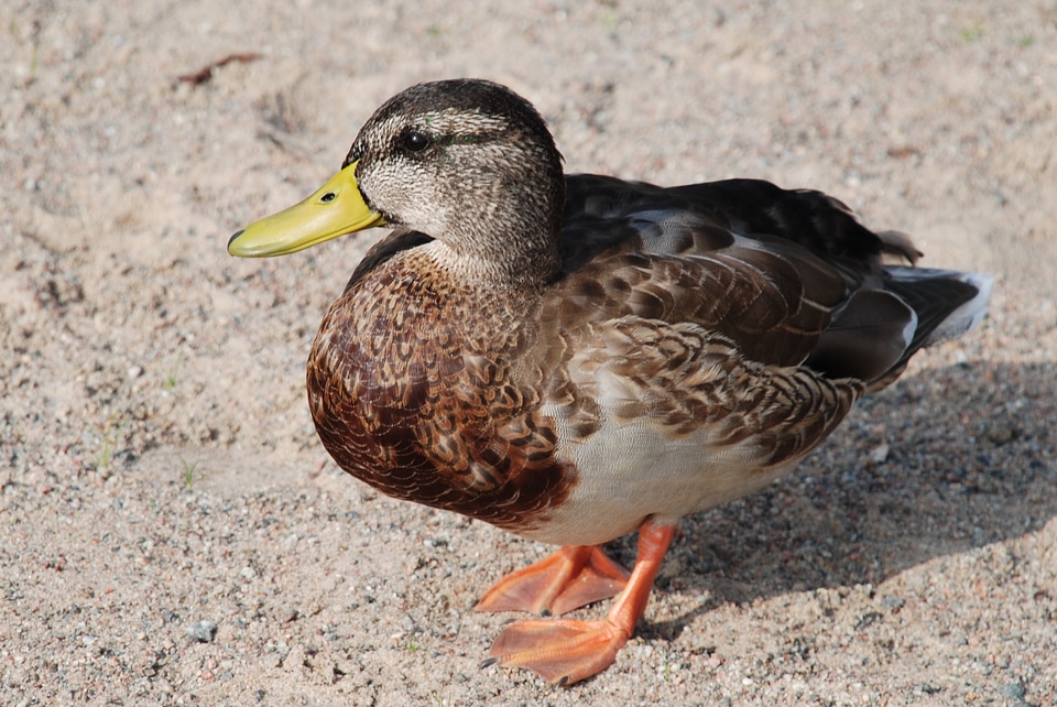 Wildlife waterfowl mallard