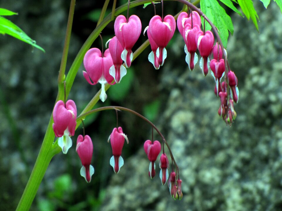 Flowers nature plants