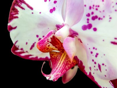 Butterfly orchid blossom bloom photo