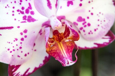Butterfly orchid blossom bloom