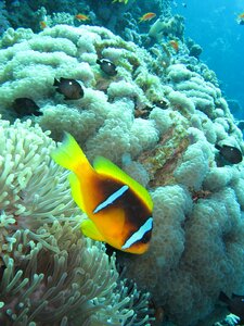 Amphiprion red sea clown fish photo