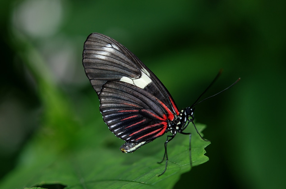Black green leaf