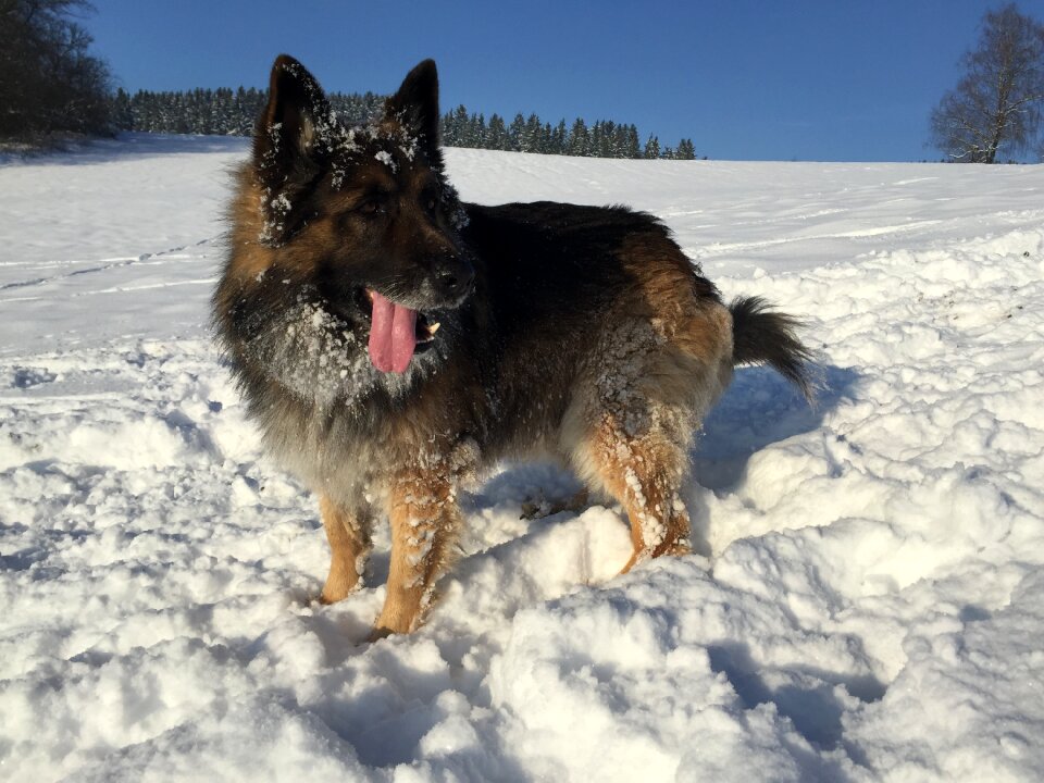Schäfer dog winter snow