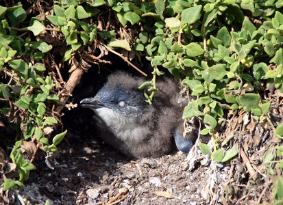 Young birds breed australia