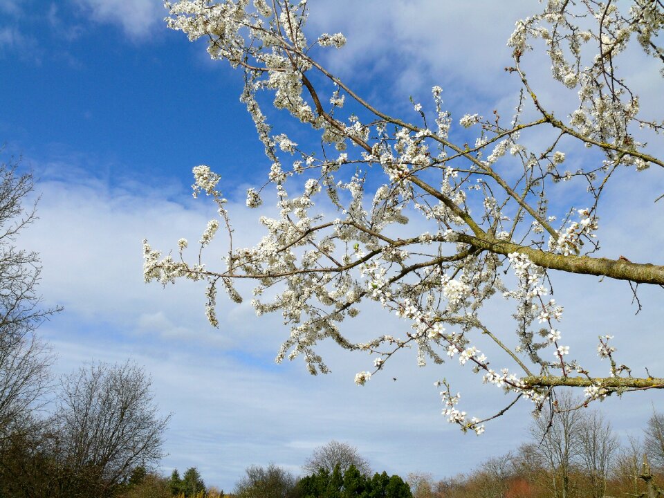 Nature tree flowers photo