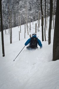 Skis winter forest photo