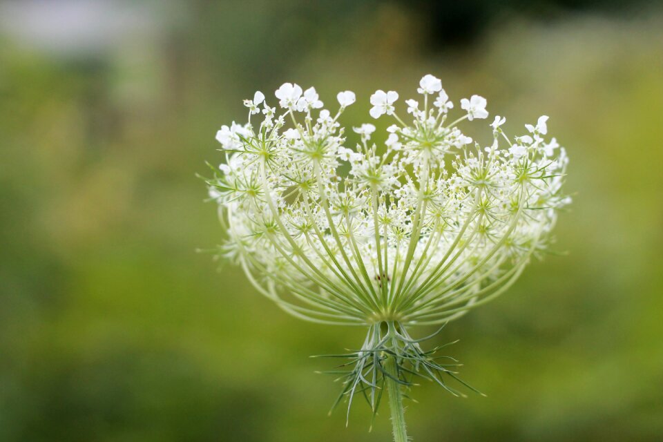 Flower bud summer white
