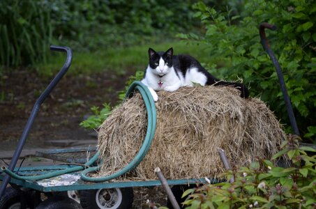 Domestic white hay