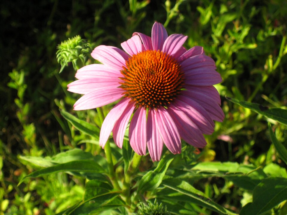 Echinacea flower pink