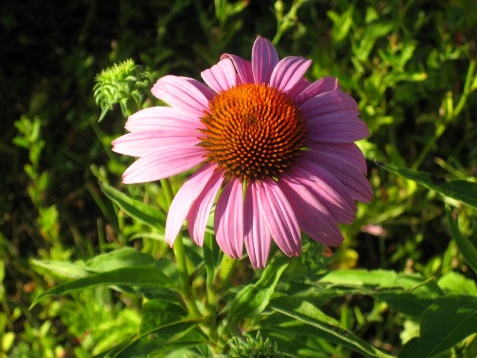 Echinacea flower pink photo