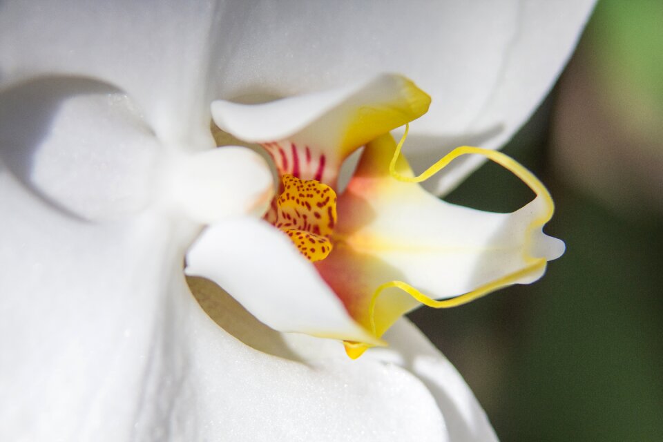 Flower butterfly orchid blossom
