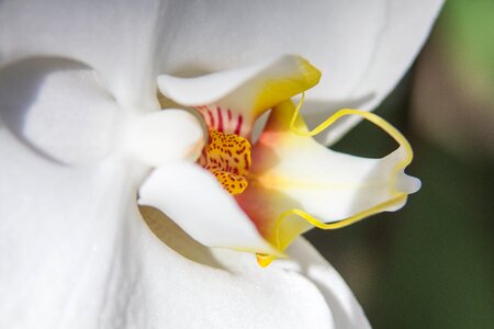 Flower butterfly orchid blossom photo