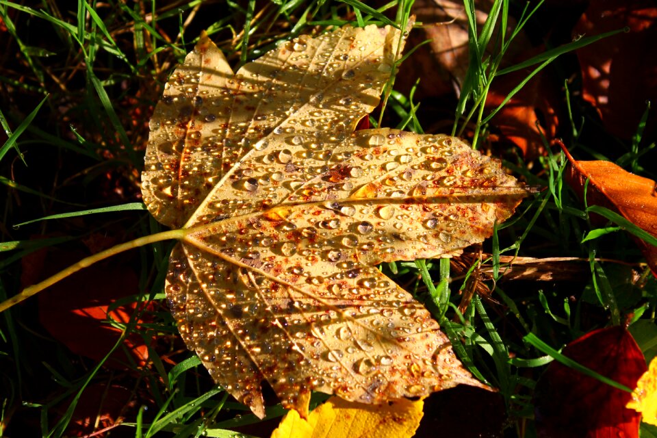 Dew maple leaf drip