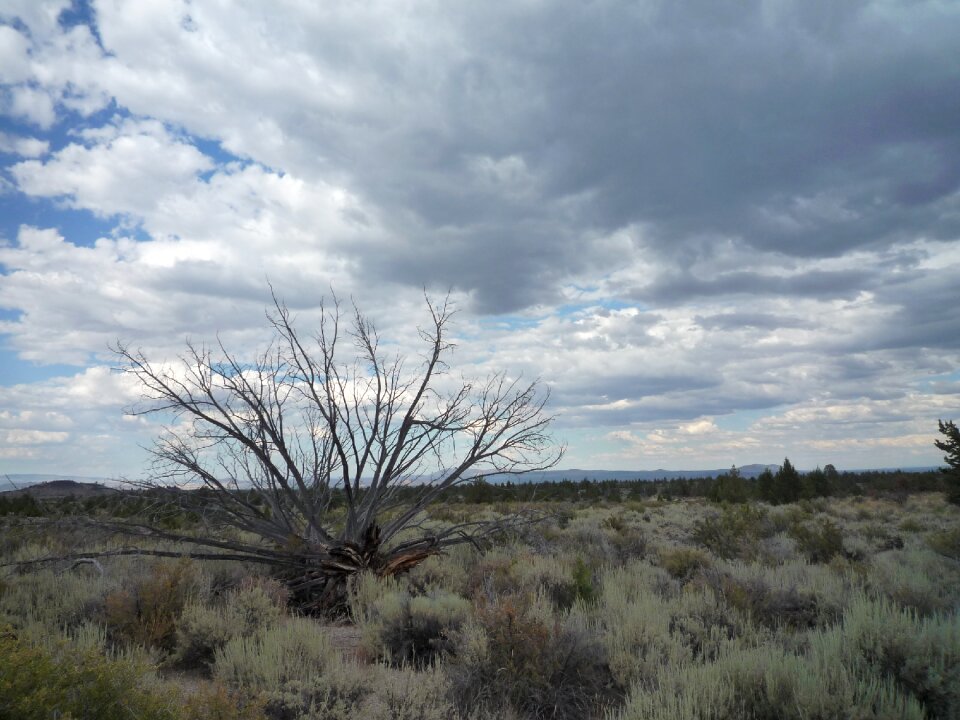 Juniper lava beds sky