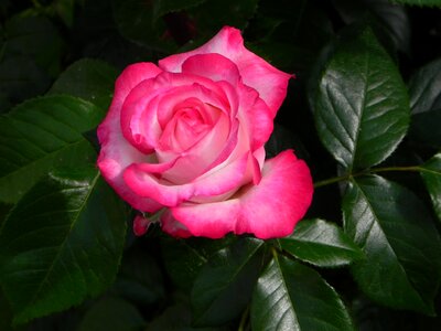 Flower bloom garden rose photo