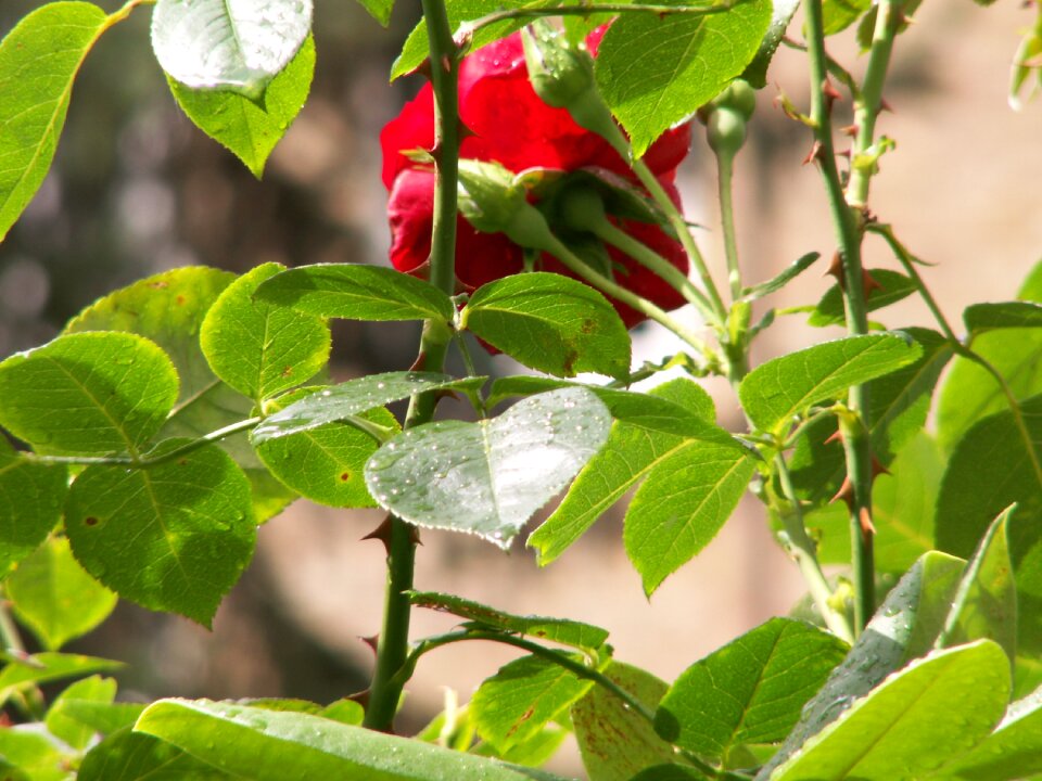 Nature rosebush thorns