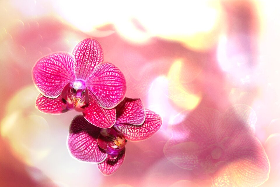 Blossom bloom plant