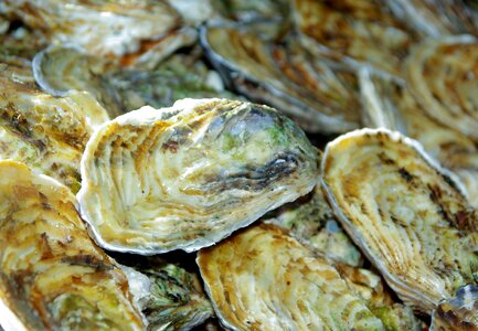 Oysters shells seafood photo