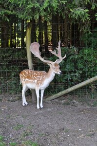 Forest antler animal