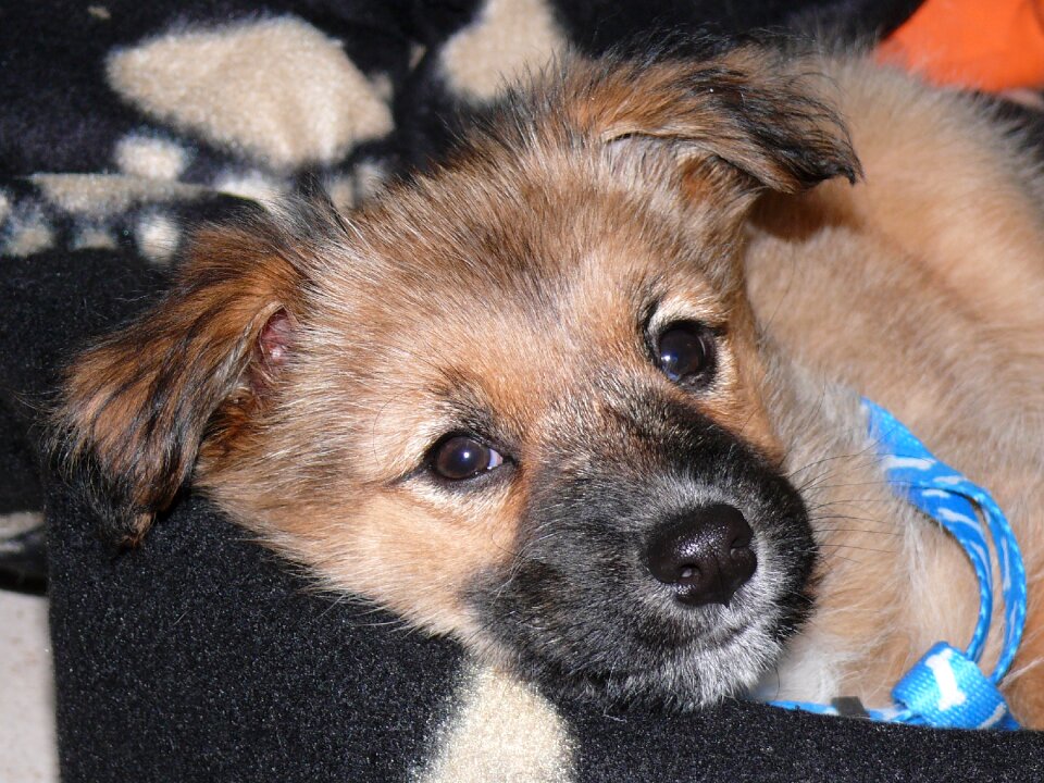 Small dog wuschelig puppy