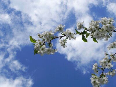 Cherry tree sun flower