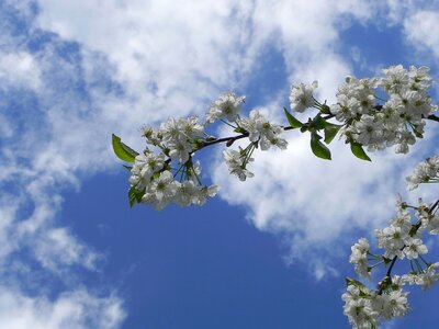 Cherry tree sun flower photo