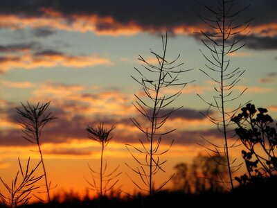 Sunset plants twigs photo