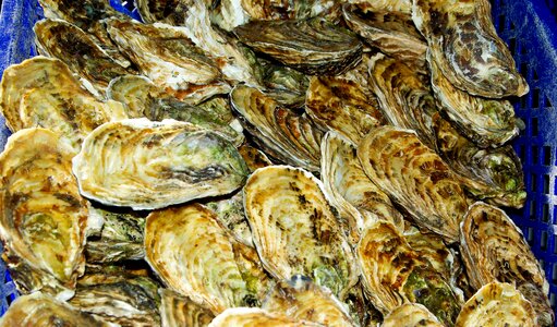 France shells seafood
