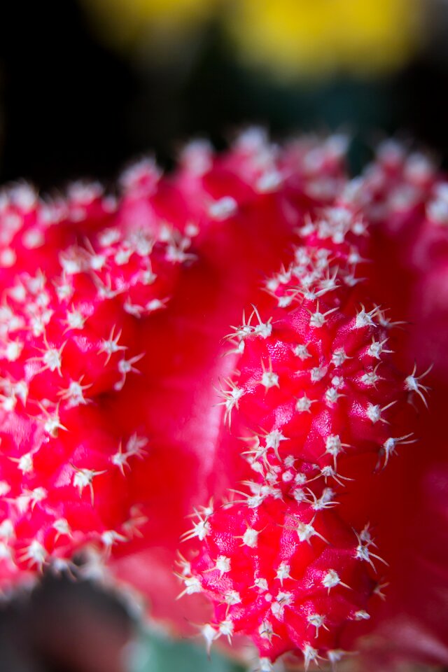 Sting plant prickly
