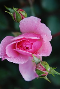 Macro pink floral photo