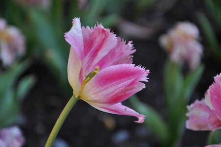 Flora tulips burgas