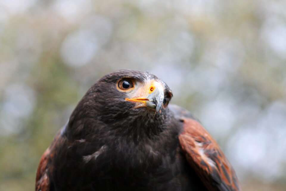Bird bird of prey red kite