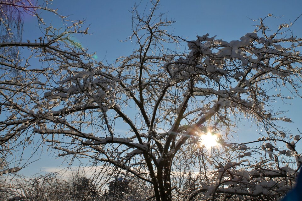 Tree in winter sunlight december