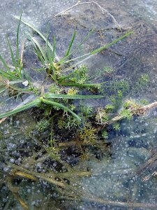 Plant bubbles frozen