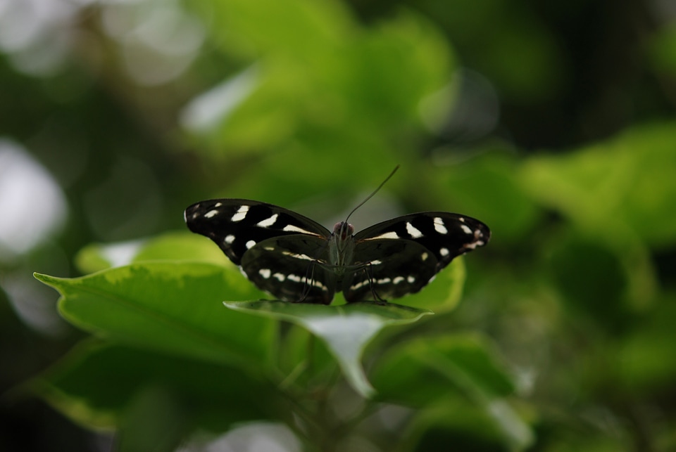 Wildlife bug bright