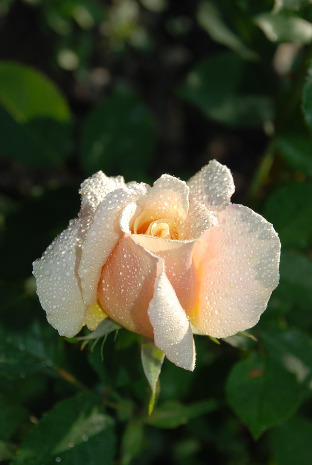 Plant nature white