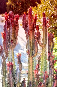 Spain plant spice