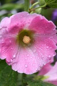 Close up pink hollyhock raindrops photo
